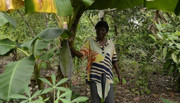 Inseguridad del campo retrasa abundancia en la mesa dominicana.