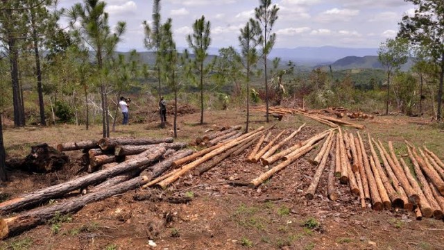Parte de los pinos que han sido cortados por el Ministerio de Medio Ambiente y Recursos Naturales, con el objetivo de frenar el avance de la plaga “el barrenador”. Foto Alex Reynoso.