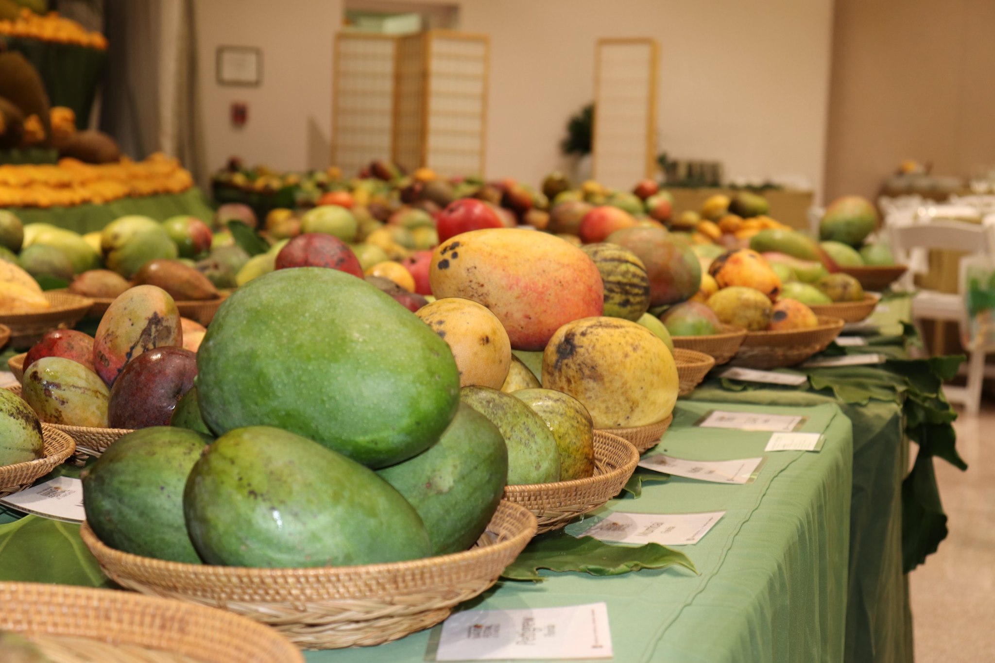 Dedican a República Dominicana Festival del Mango en Florida