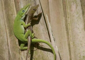 Dos lagartos anolis verdes americanos. - DAY'S EDGE PRODUCTIONS