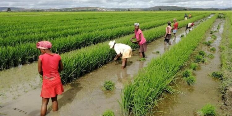 Durante la próxima década, debido a los cambios demográficos en el mundo, crecerá la demanda de alimentos en mercados de India, África y el sudeste asiático, y disminuirá el crecimiento visto en China en los últimos 20 años, según proyecciones de la FAO y la OCDE. Imagen: Danilo Randriatsizafy / FAO