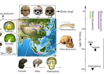 Nueva organización de fósiles de homínidos del este de Asia tras el descubrimiento de una nueva especie

REMITIDA / HANDOUT por UNIVERSIDAD DE HAWAI
Fotografía remitida a medios de comunicación exclusivamente para ilustrar la noticia a la que hace referencia la imagen, y citando la procedencia de la imagen en la firma
29/11/2024