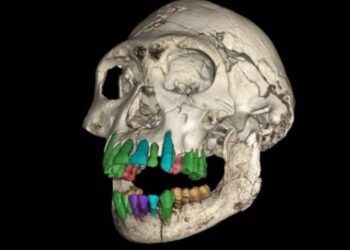 Reconstrucción 3D del cráneo fósil del Homo temprano subadulto del yacimiento de Dmanisi en Georgia. - ESRF/PAUL TAFFOREAU, VINCENT BEYRAND