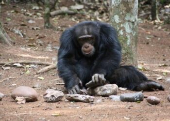 Un macho de chimpancé cascando nueces usando piedras.

REMITIDA / HANDOUT por DORA BIRO.
Fotografía remitida a medios de comunicación exclusivamente para ilustrar la noticia a la que hace referencia la imagen, y citando la procedencia de la imagen en la firma
05/12/2024